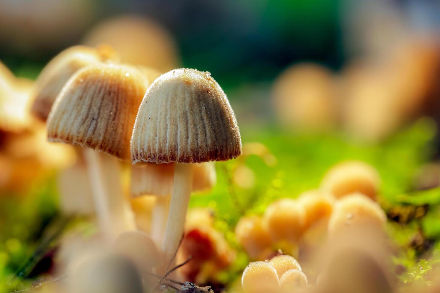 beautiful macro photo of inedible small mushrooms, mushroom poisoning, wild forest