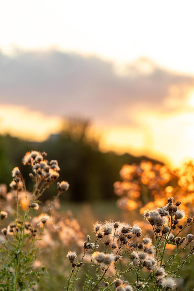 vertical image of a fluffy flower in the sunset light of the sun, summer evening photo