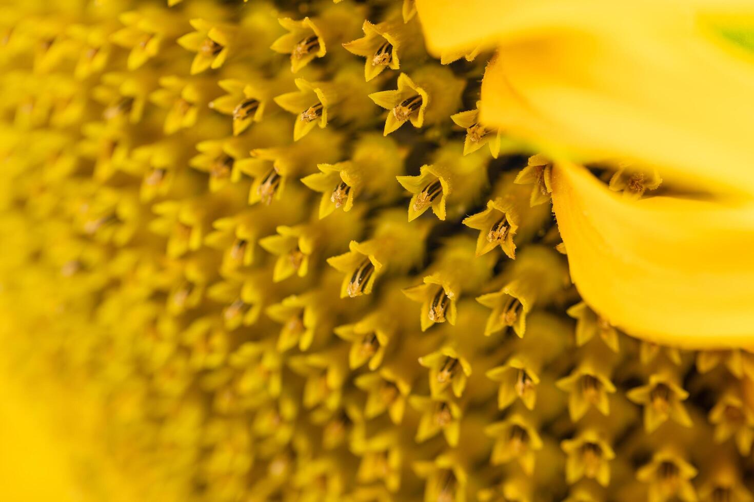 sunflower head close up photo