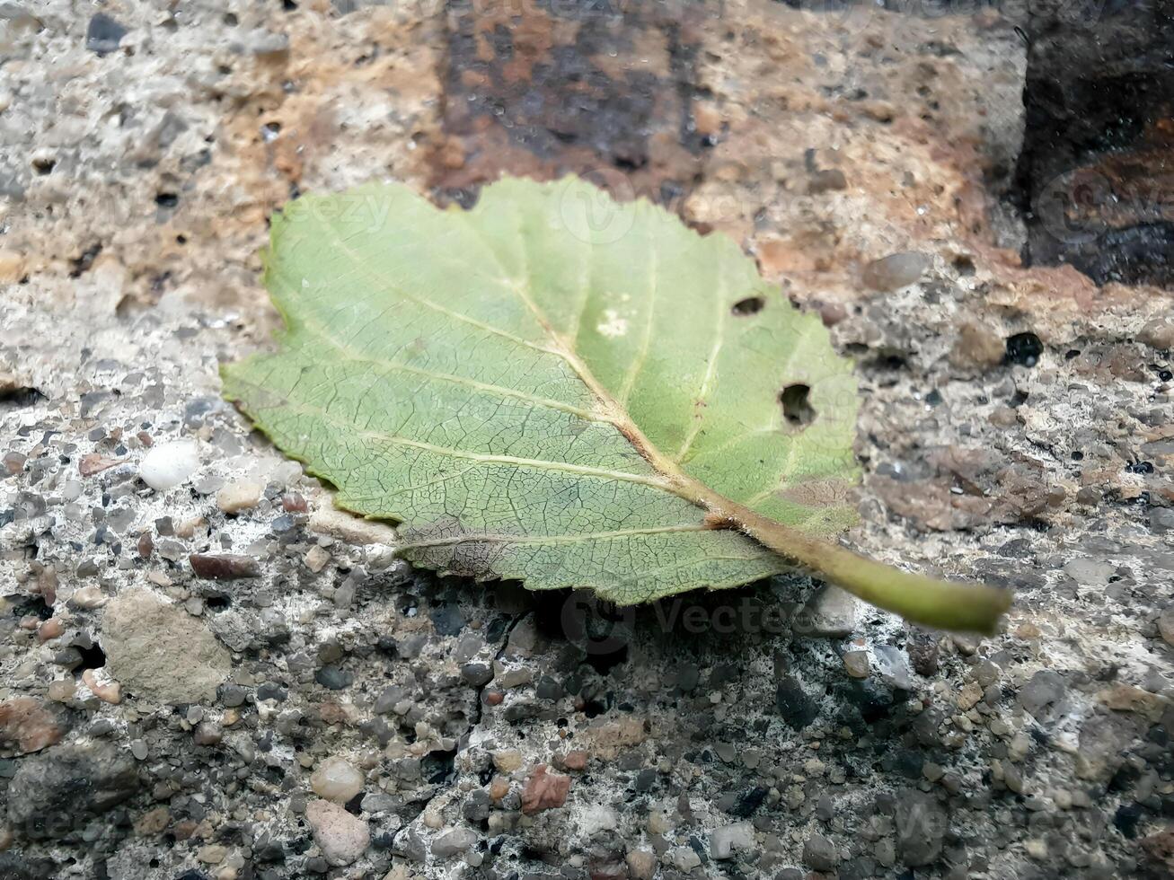 Close-up of a green tree leaf lying on a cobblestone. Focus on the leaf. Nature background. Design for wallpaper, print, and interior. Soft daylight photo