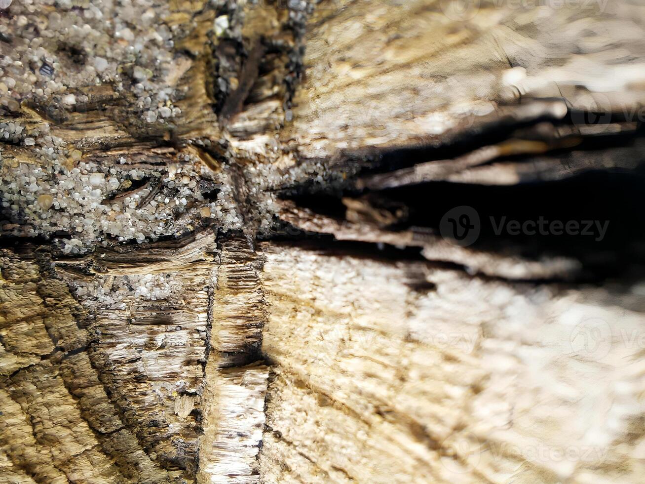 Close-up of wood texture with small pebbles. Old chopped log. Blurred background in daylight. Natural and rustic design for wallpaper, print, and interior photo
