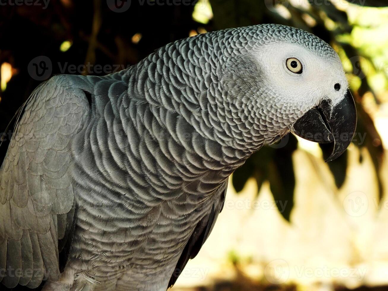 close up of a grey and white parrot is perched on a tree branch. The bird has a curious expression on its face. exotic bird photo