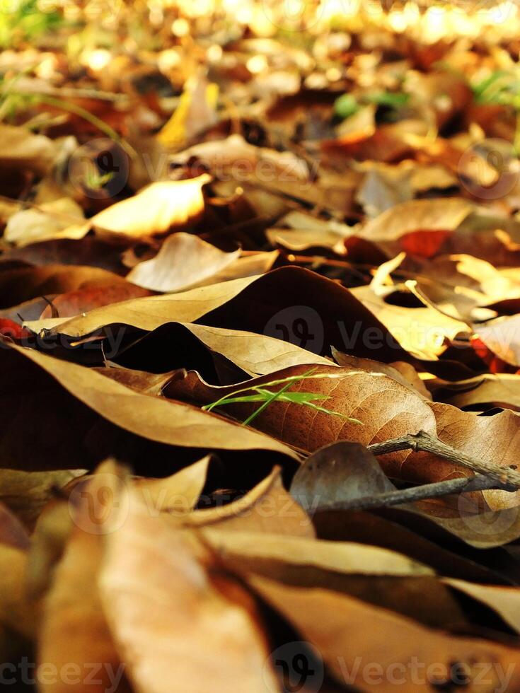 A pile of dried leaves on the ground. The leaves are scattered and some are larger than others. The image has a peaceful and calming mood, as the leaves are falling gently. Autumn season photo