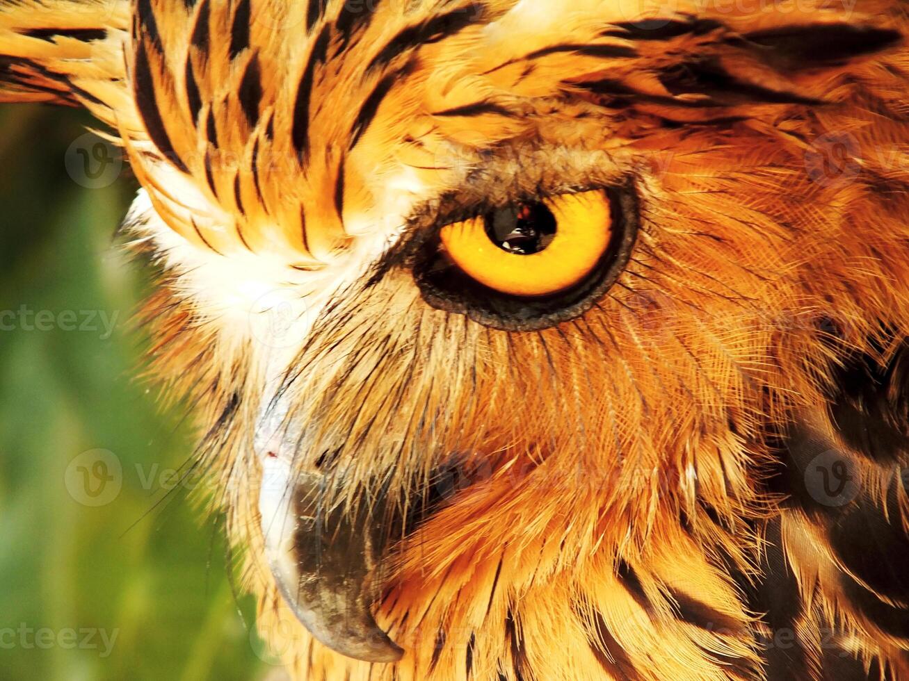 Close up of a brown and black owl with yellow eyes is perched on a tree branch. The owl's eyes are open and staring, giving the impression of a watchful and alert bird photo