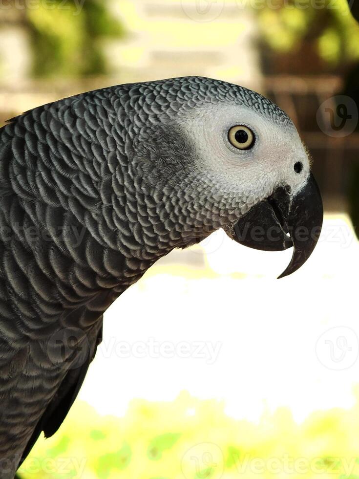close up of a grey and white parrot is perched on a tree branch. The bird has a curious expression on its face. exotic bird photo