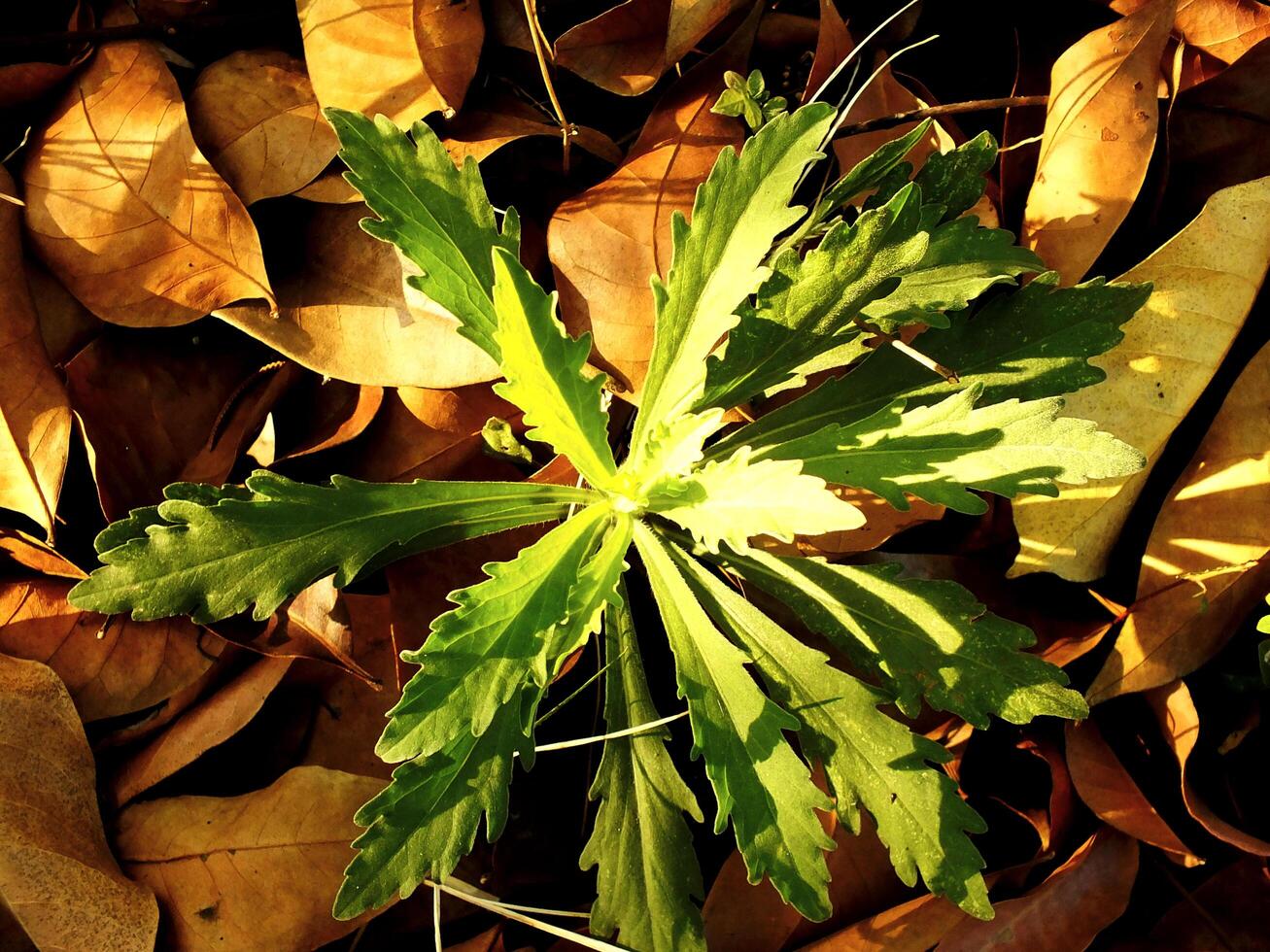 A plant with green leaves is growing in the shade. The leaves are small and thin, and the plant is surrounded by fallen leaves. The image has a peaceful and serene mood photo