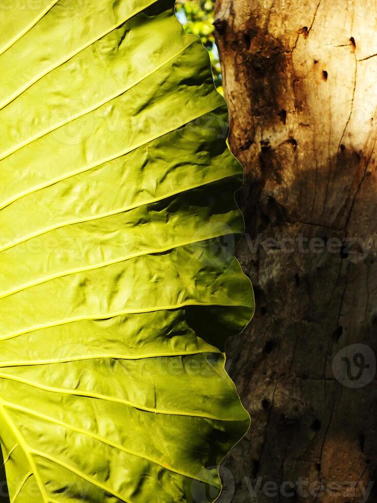 A taro leaf is shown in the foreground and a tree trunk in the background. Scene is peaceful and serene, as the leaf was on the morning sunlight photo