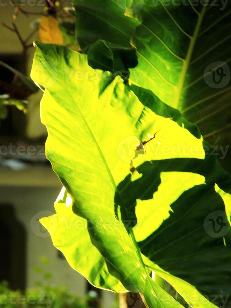 A leaf is shown in the sunlight, with the sun casting a shadow on the leaf. Concept of warmth and tranquility, as the sun's rays illuminate the leaf and create a peaceful atmosphere photo