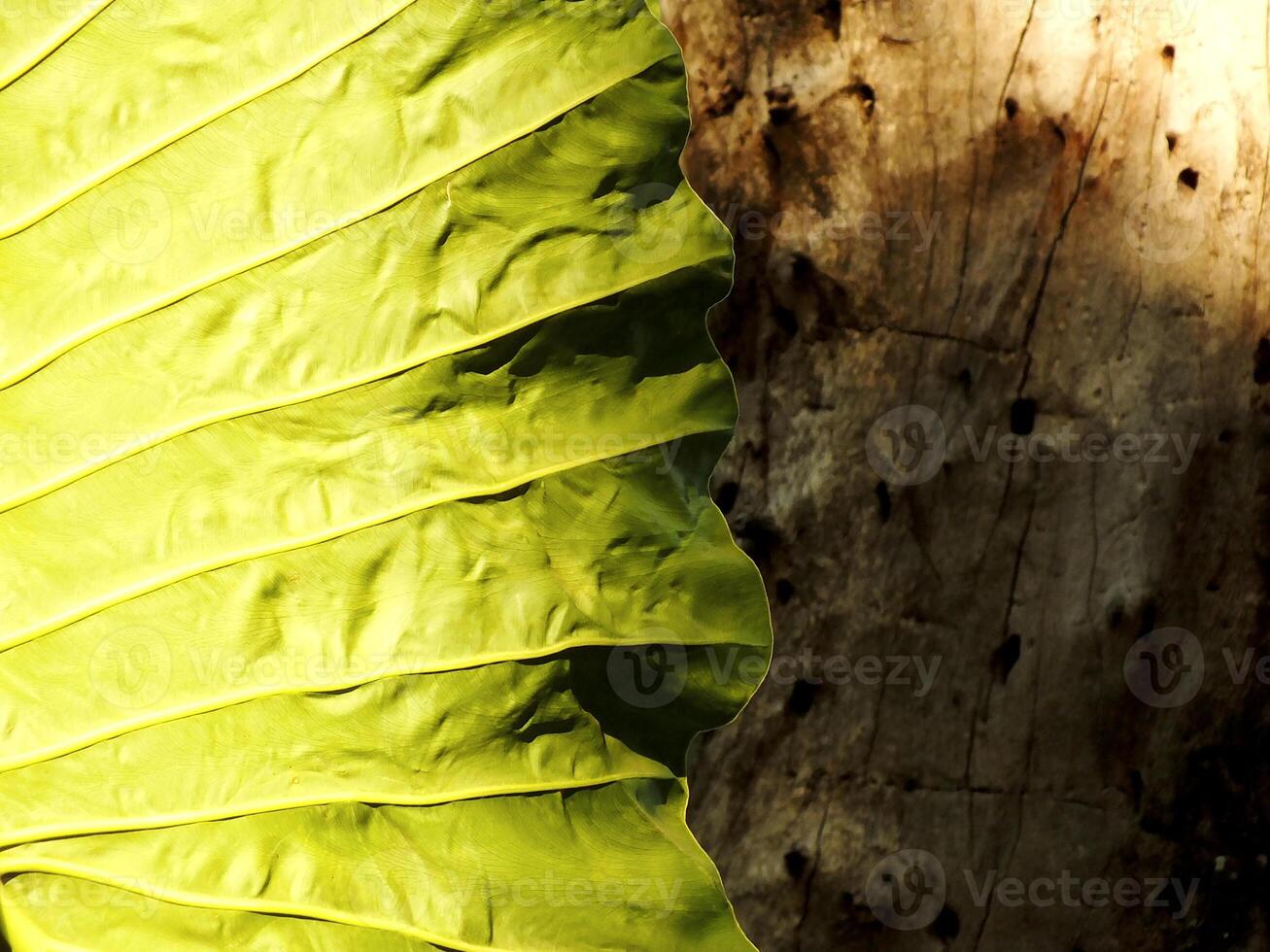 A taro leaf is shown in the foreground and a tree trunk in the background. Scene is peaceful and serene, as the leaf was on the morning sunlight photo