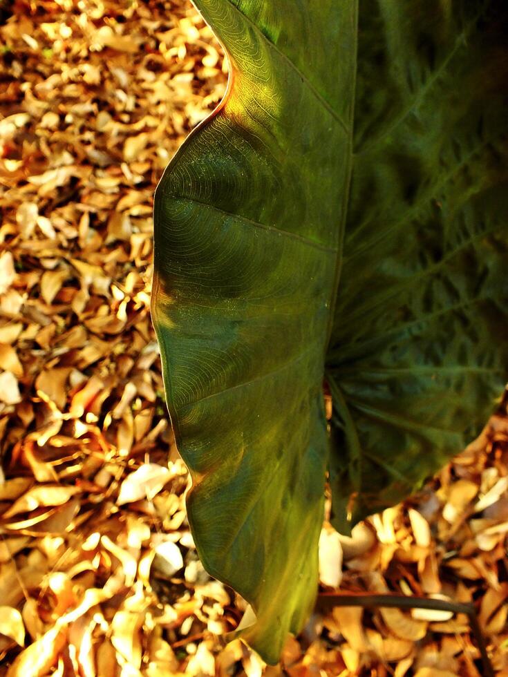 A leafy green plant is standing in a pile of leaves. Autumn season at the backyard. The leaf is the main focus of entire object photo