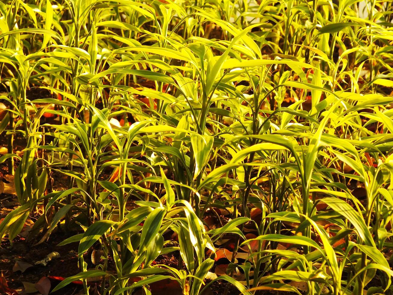 Morning ambience on a field of green plants with some brown leaves. The plants are tall and leafy. The field is full of plants and the sun is shining brightly photo