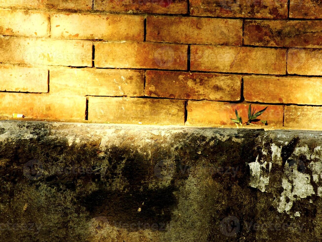 Brick wall with one grass plants growing on it. The walls were dirty and there were shadows formed from the reflection of the morning sun photo
