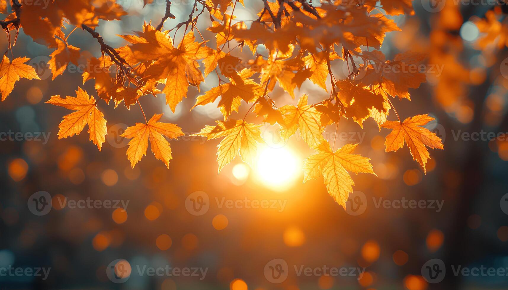 sunset through the branches of maple tree to signify the changing of seasons. Fall time with dried up orange and red maple leaves. Autumn in the park through tree branches photo