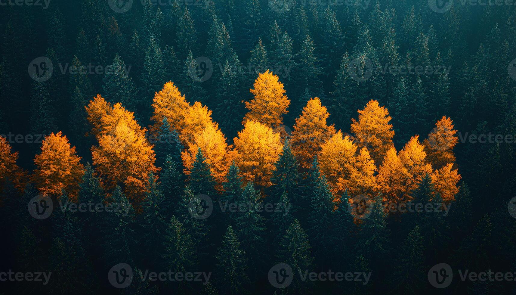 pine forest during fall and autumn time shot from bird's eye view to signify the changing of seasons. red, orange and green moody forest with fog for a campaign concerning the preservation of forests photo