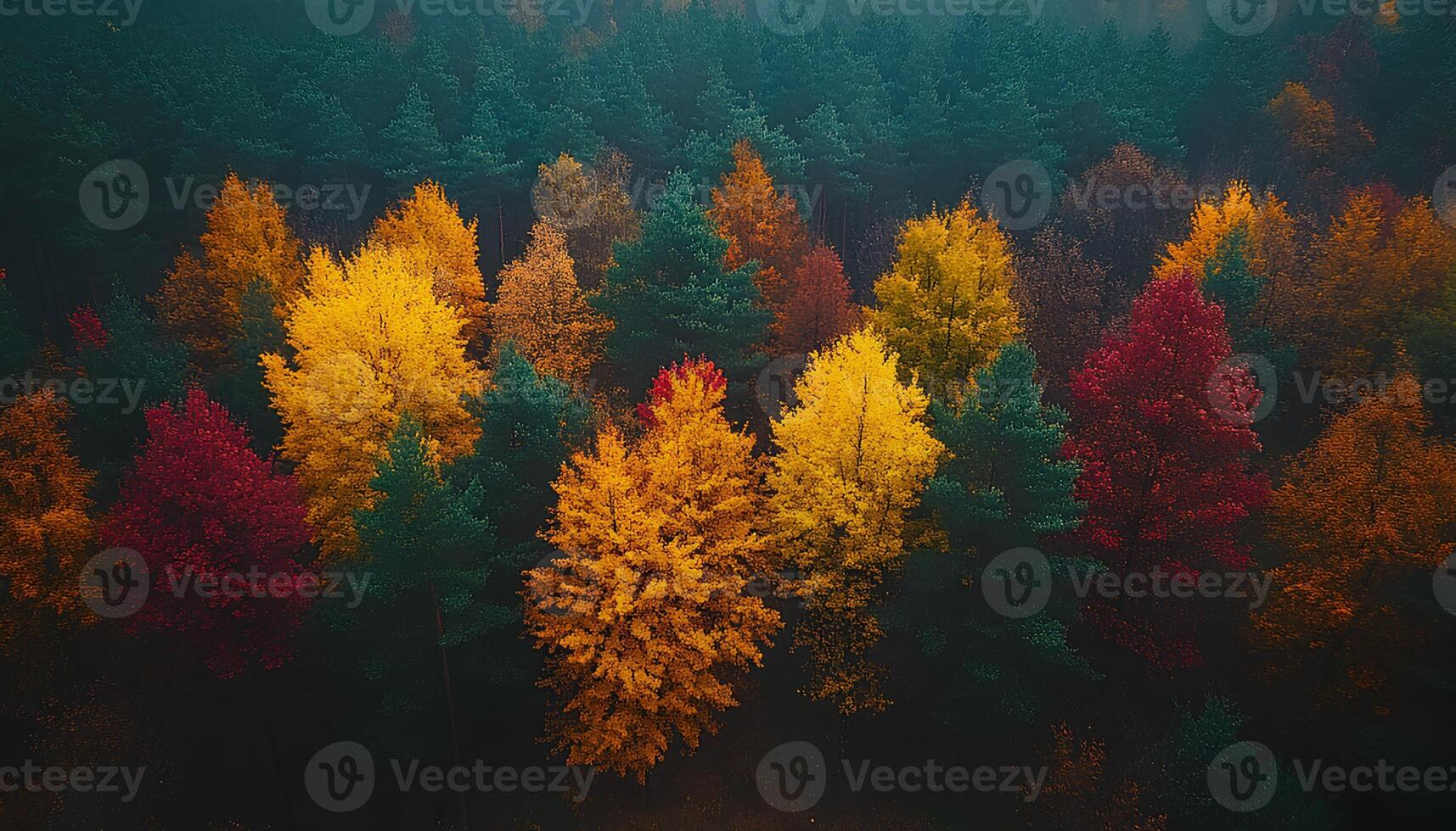 pine forest during fall and autumn time shot from bird's eye view to signify the changing of seasons. red, orange and green moody forest with fog for a campaign concerning the preservation of forests photo