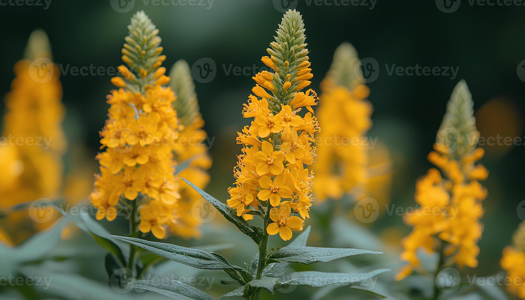 goldenrod flower field during fall autumn time. closeup of yellow goldenrod flowers blooming during autumn. yellow flower field photo