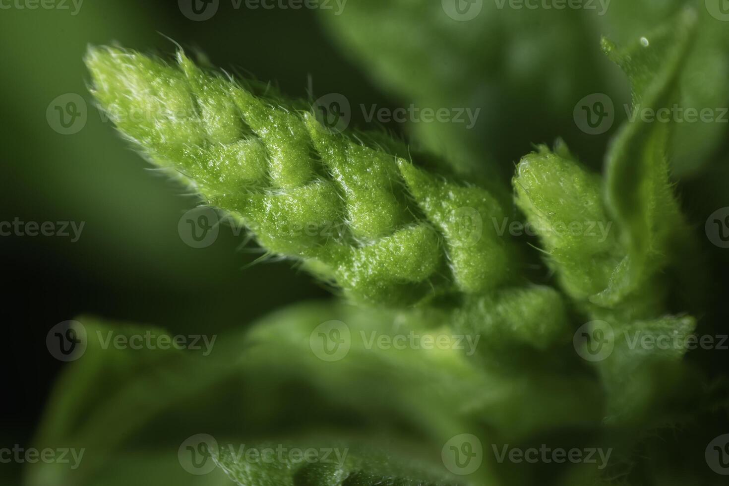 Young basil flowers in nature photo