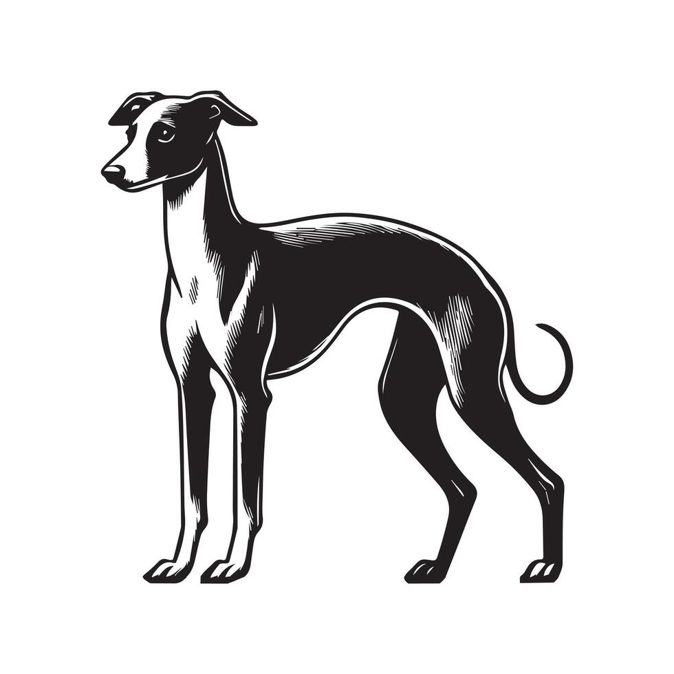 Italian Greyhound Dog Standing silhouette - standing dog side view illustration in black and white vector
