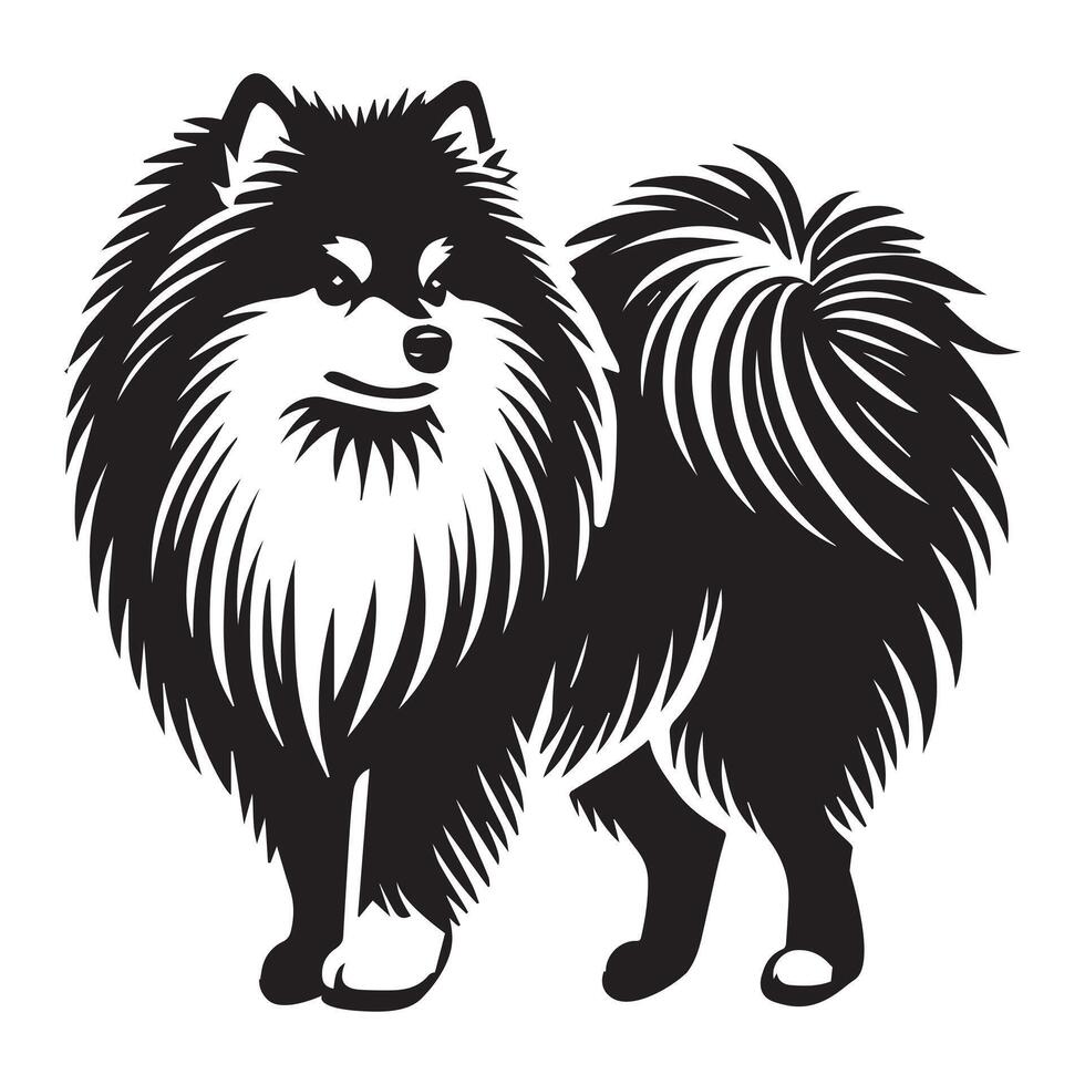 American Eskimo Dog Standing - Dog silhouette - standing dog side view illustration in black and white vector