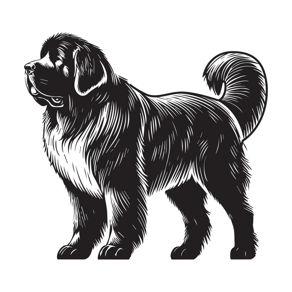 Newfoundland Dog Standing silhouette - standing dog side view illustration in black and white vector