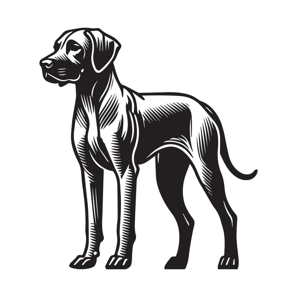 Rhodesian Ridgeback Dog Standing silhouette - standing dog side view illustration in black and white vector