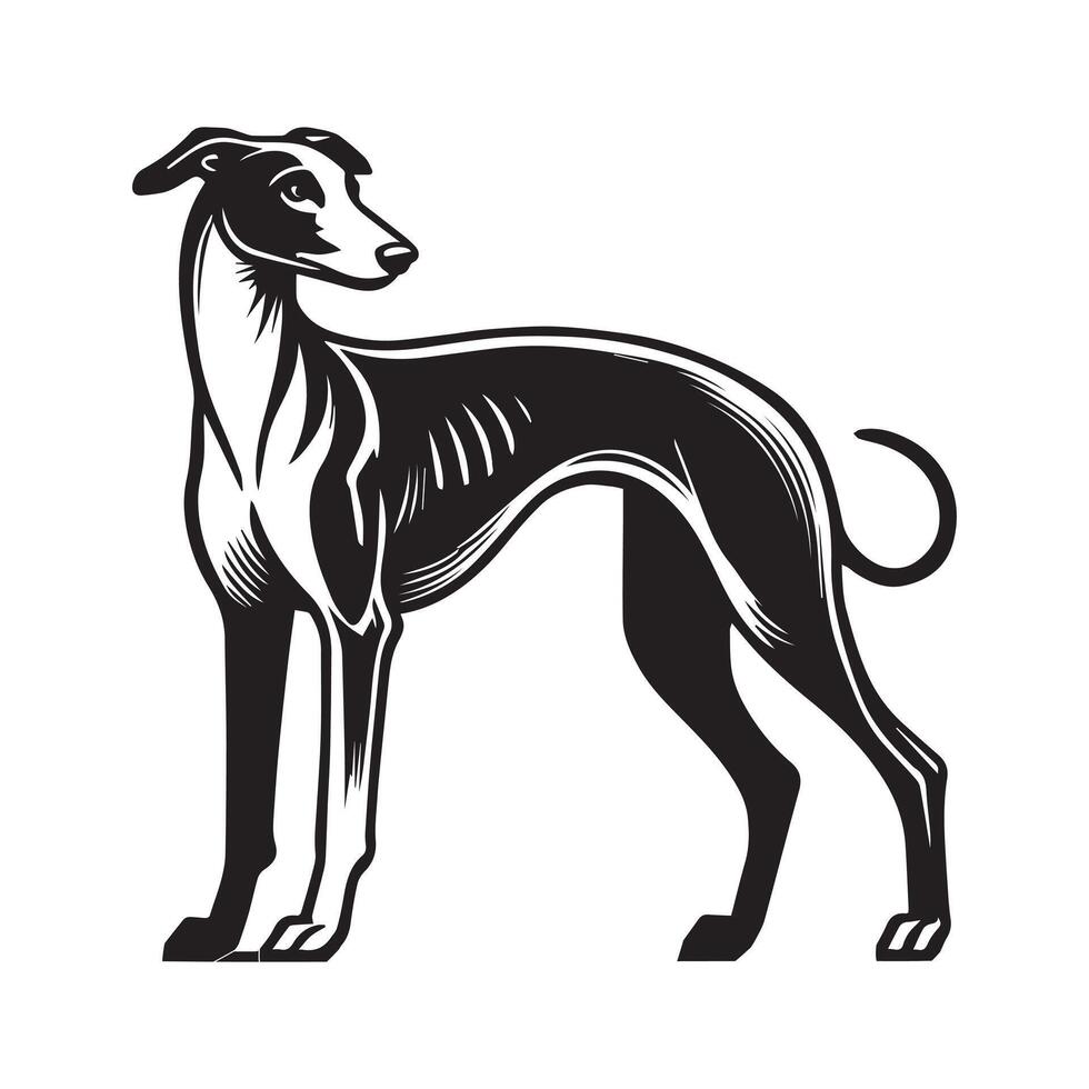 Sighthound Dog Standing silhouette - standing dog side view illustration in black and white vector