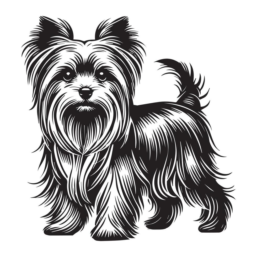 Yorkshire Terrier Dog Standing silhouette - standing dog side view illustration in black and white vector