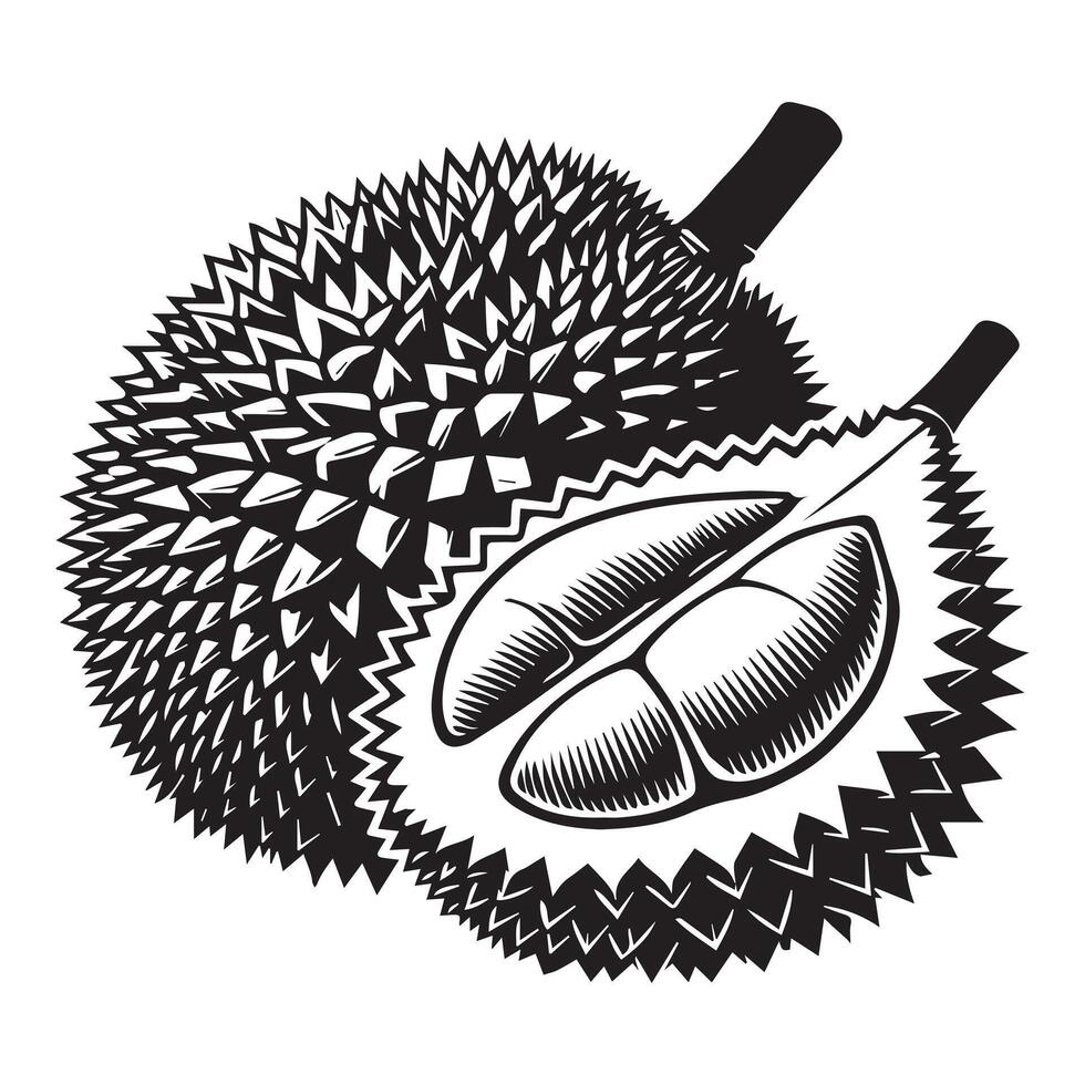 Fruit Outline Design - Fruits Clipart - Durian Fruit Illustration in black and white vector