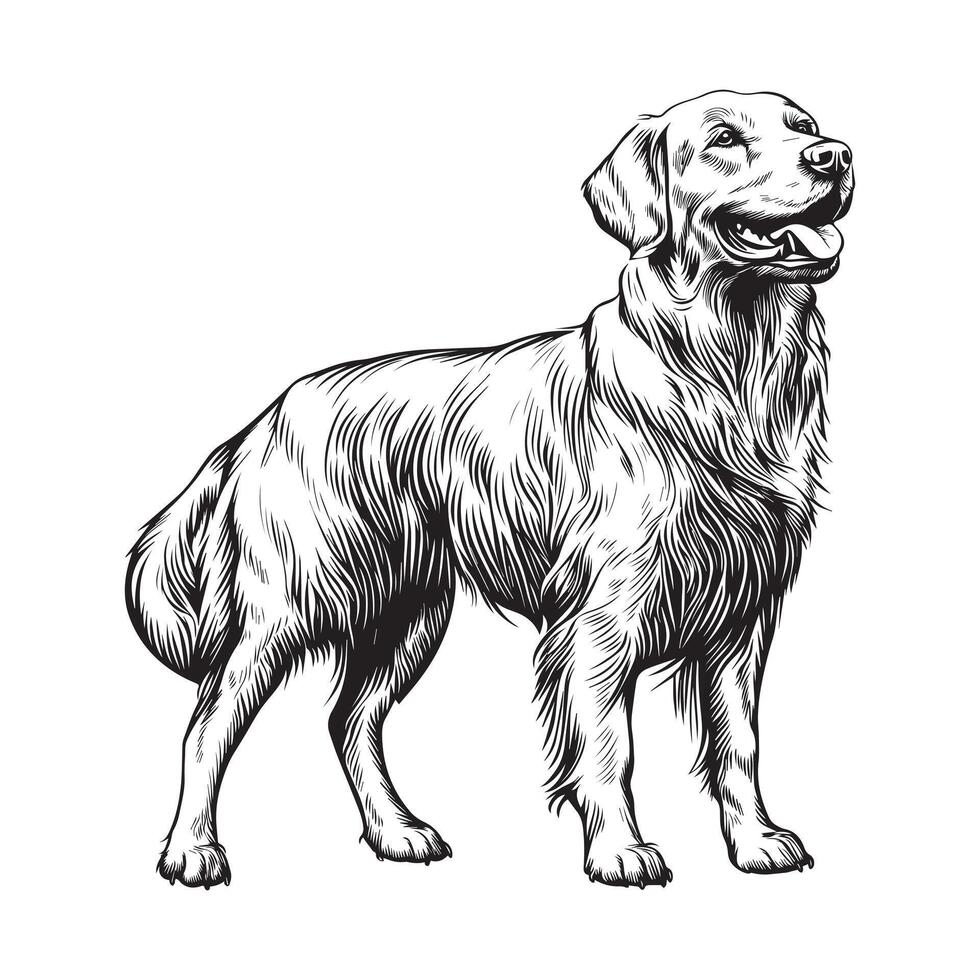 Golden Retriever Dog Standing silhouette - standing dog side view illustration in black and white vector