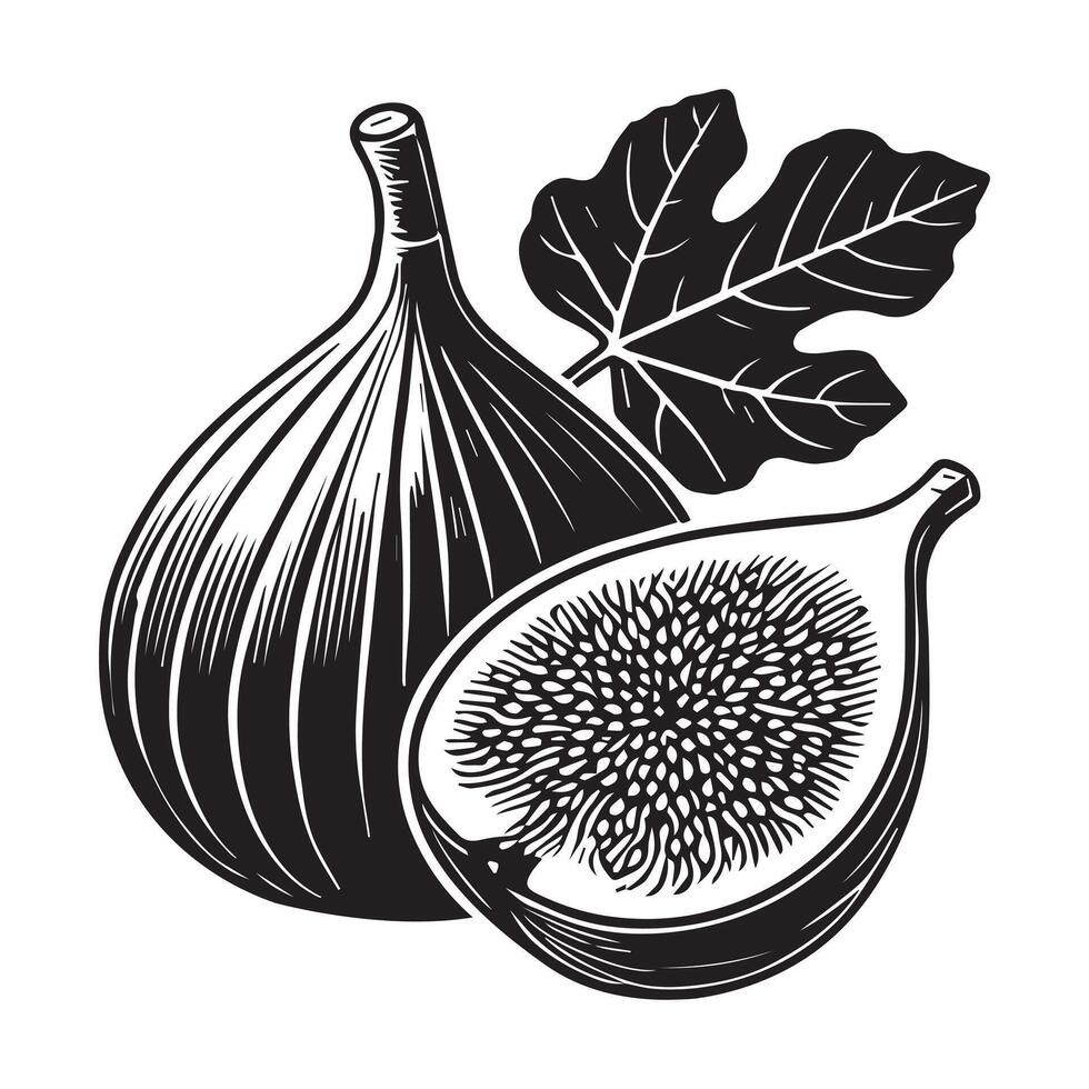 Fruit Outline Design - Fruits Clipart - Fig Fruit Illustration in black and white vector