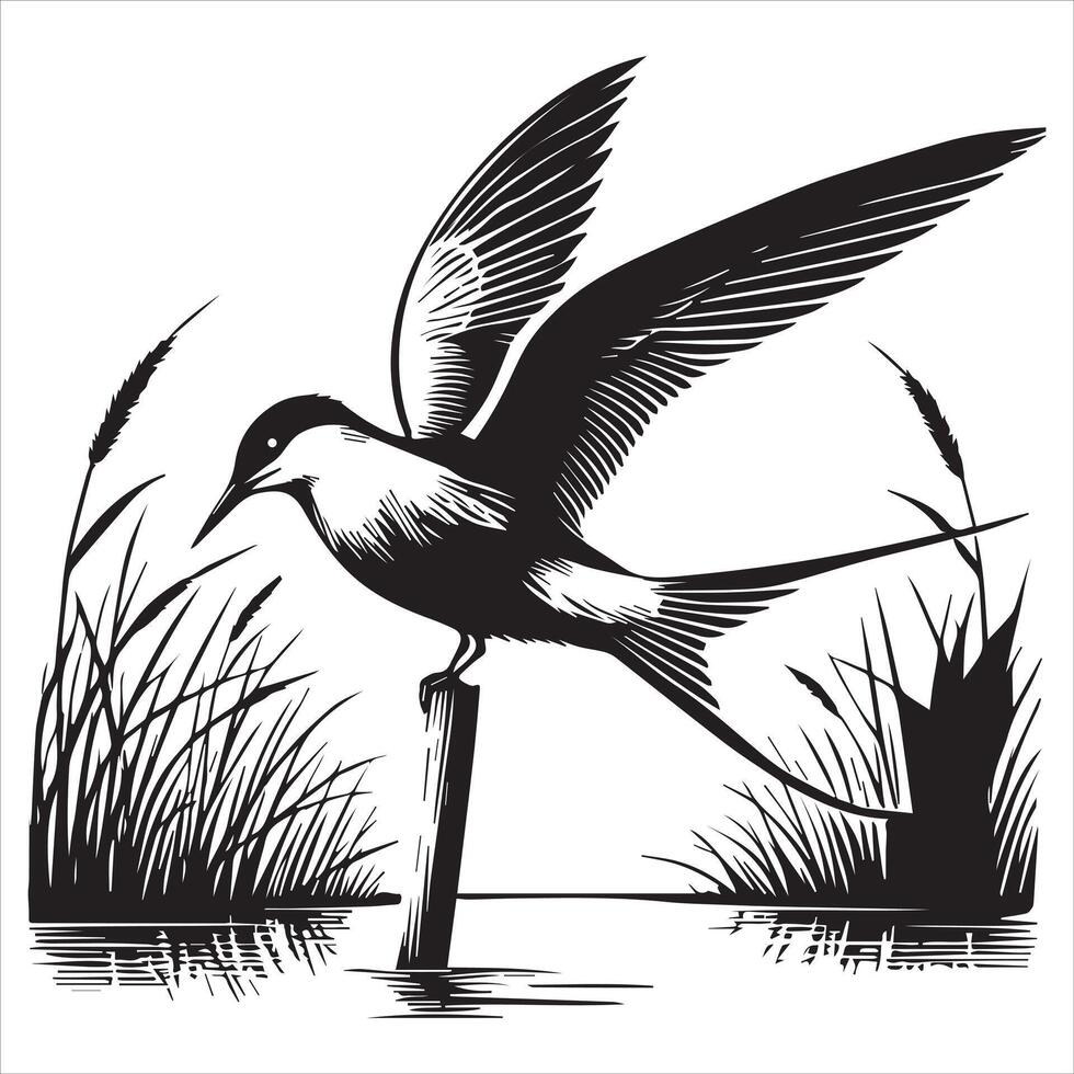 Common Tern Silhouette, Sterna hirundo Bird Clipart - Common Tern perched on a reed marsh Illustration in black and white vector