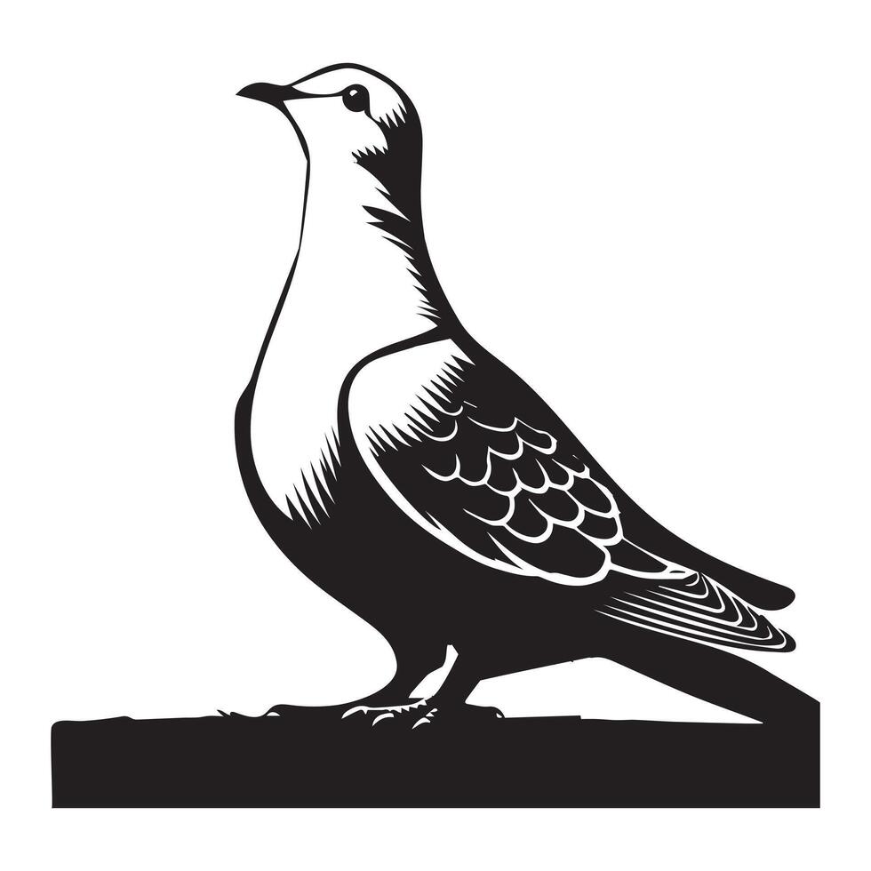 Streptopelia Decaocto Clipart - Eurasian collared Dove Silhouette - Eurasian collared dove Looking Up Illustration in black and white vector