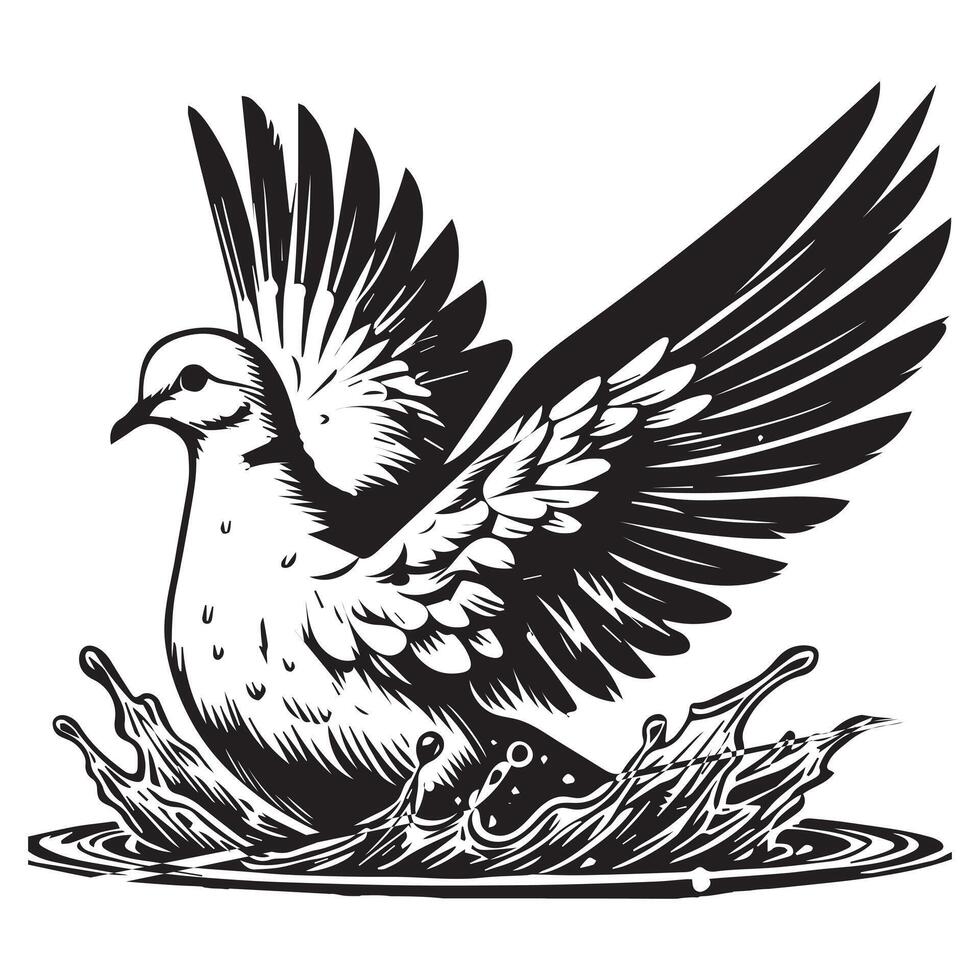 Streptopelia Decaocto Clipart - Eurasian collared Dove Silhouette - Eurasian collared dove bathing in shallow water Illustration in black and white vector