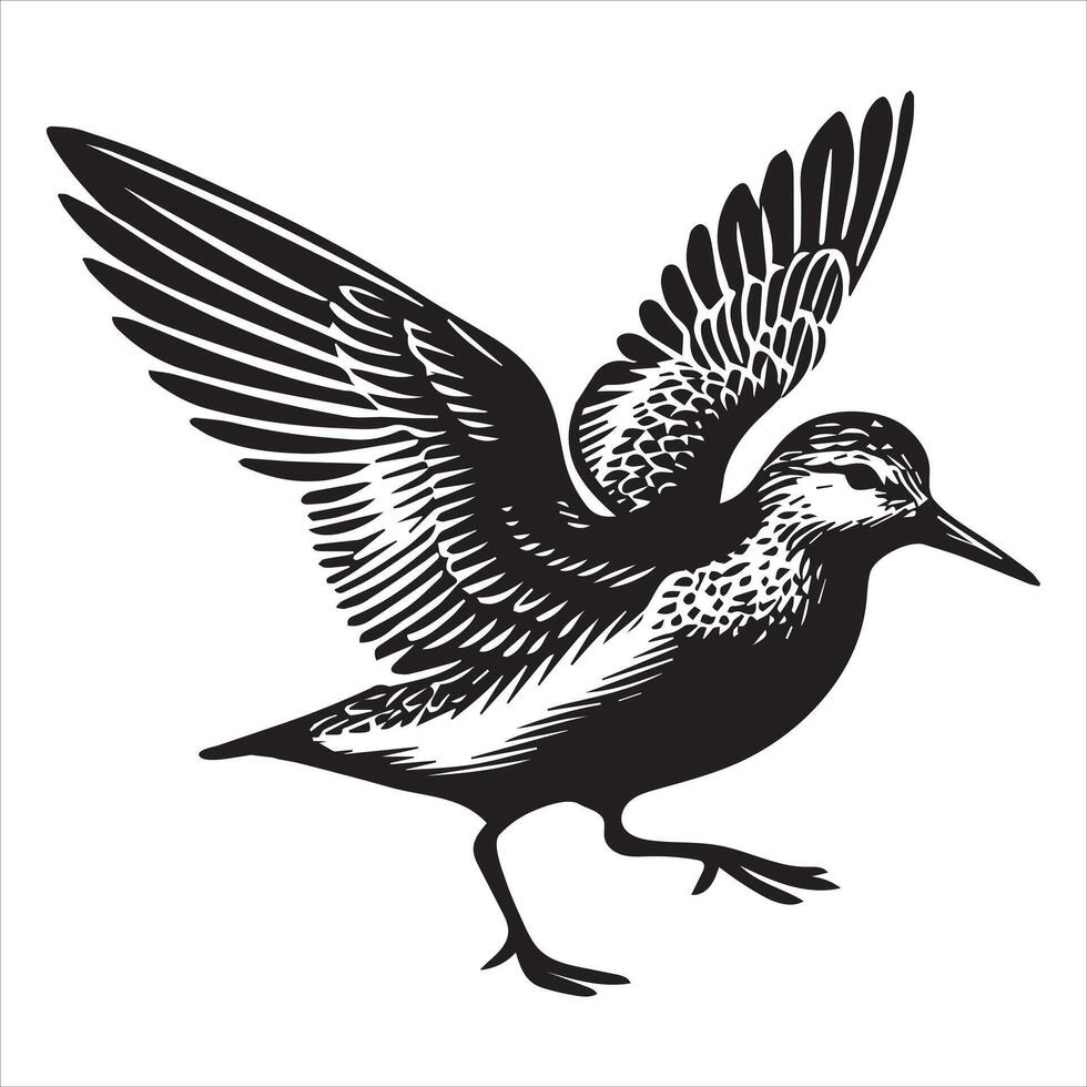 Dunlin Silhouette - Dunling Bird Clipart, Calidris alpina Design, Dunlin flapping Illustration in black and white vector