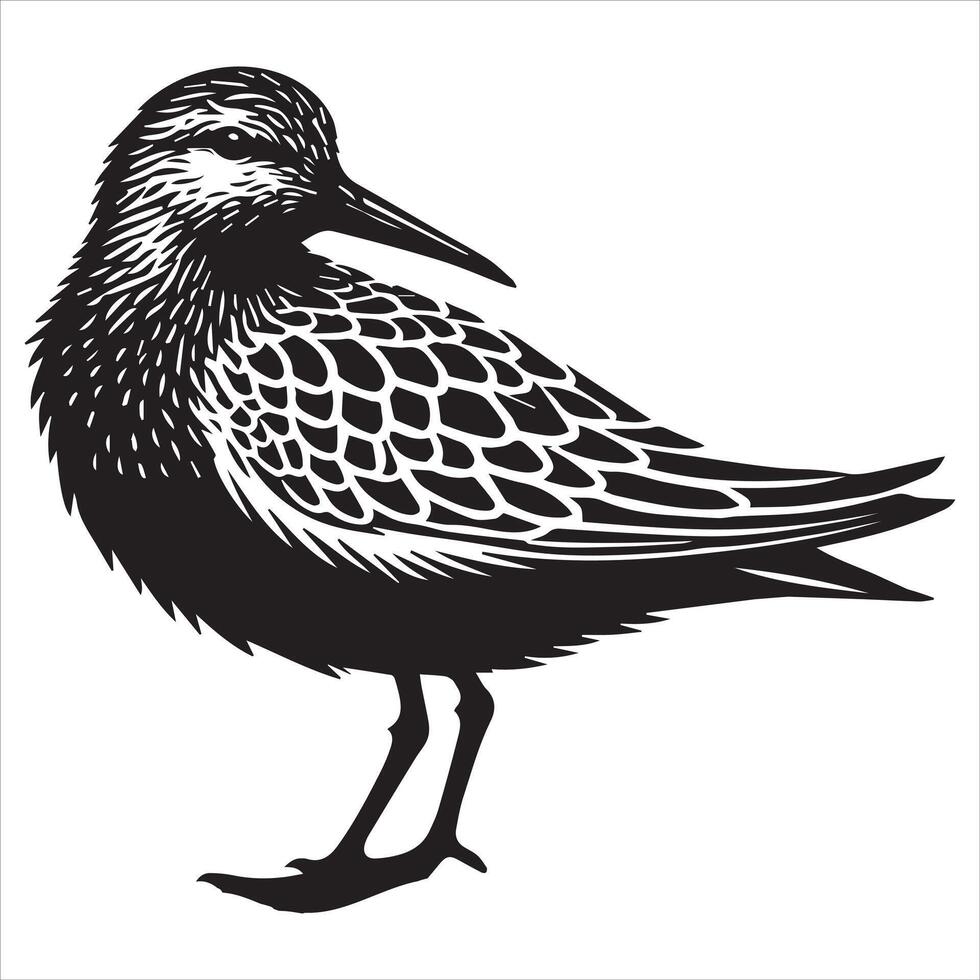 Dunlin Silhouette - Dunling Bird Clipart, Calidris alpina Design, Dunlin head turned to the side Illustration in black and white vector