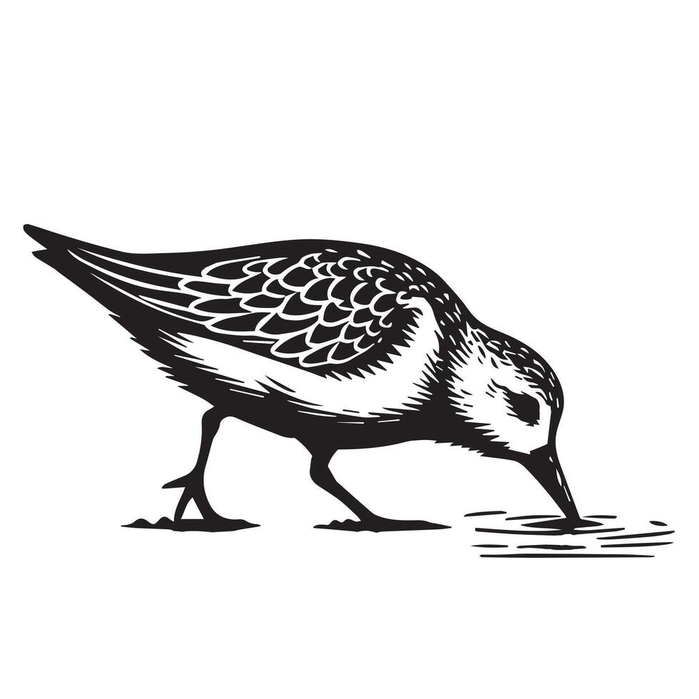 Sanderling Silhouette - Sanderling Bird Clipart, Calidris alba Design, Sanderling pecking at the ground Illustration in black and white vector