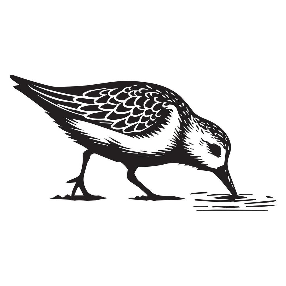 Sanderling Silhouette - Sanderling Bird Clipart, Calidris alba Design, Sanderling pecking at the ground Illustration in black and white vector