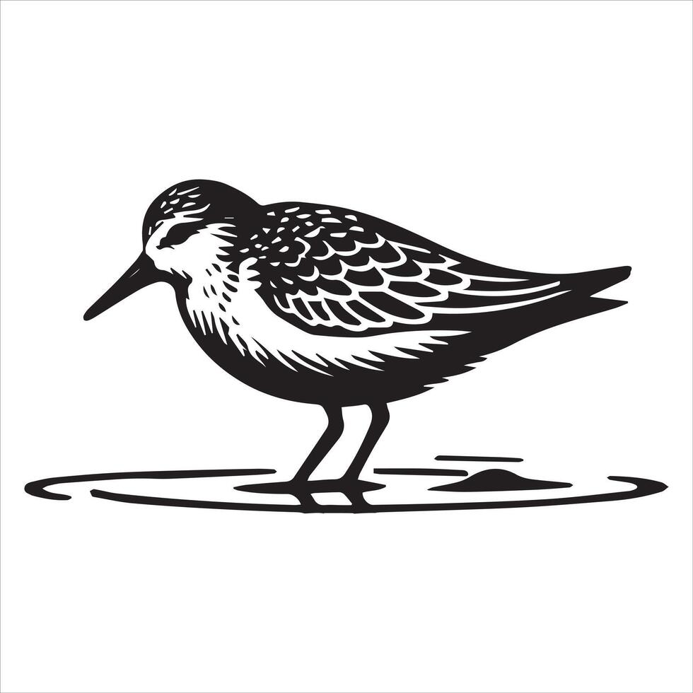 Sanderling Silhouette - Sanderling Bird Clipart, Calidris alba Design, sanderling standing shallow water Illustration in black and white vector