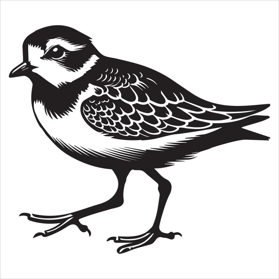 Piping Plover Silhouette - Plover Birt Clipart, Piping Plover walking Illustration in black and white vector