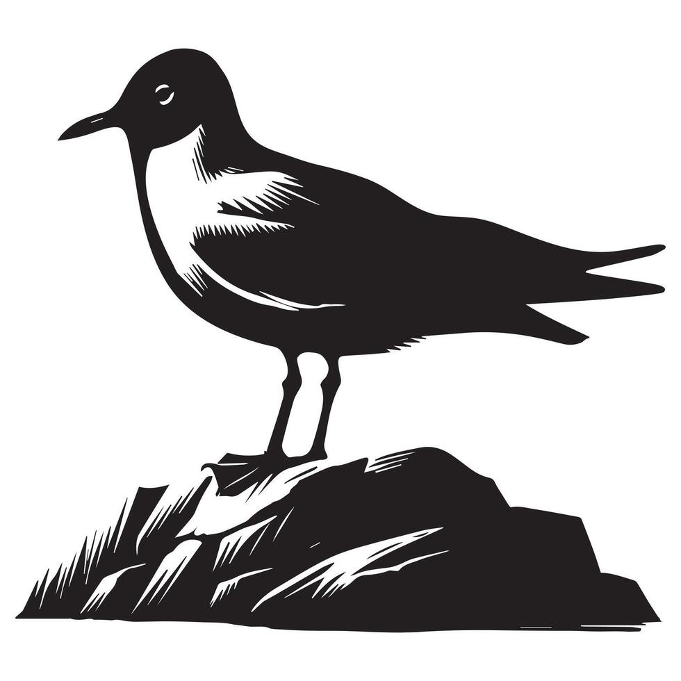 Black-headed Gull Silhouette, Chroicocephalus ridibundus Clipart, Black-headed gull perched on rock Illustration in black and white vector