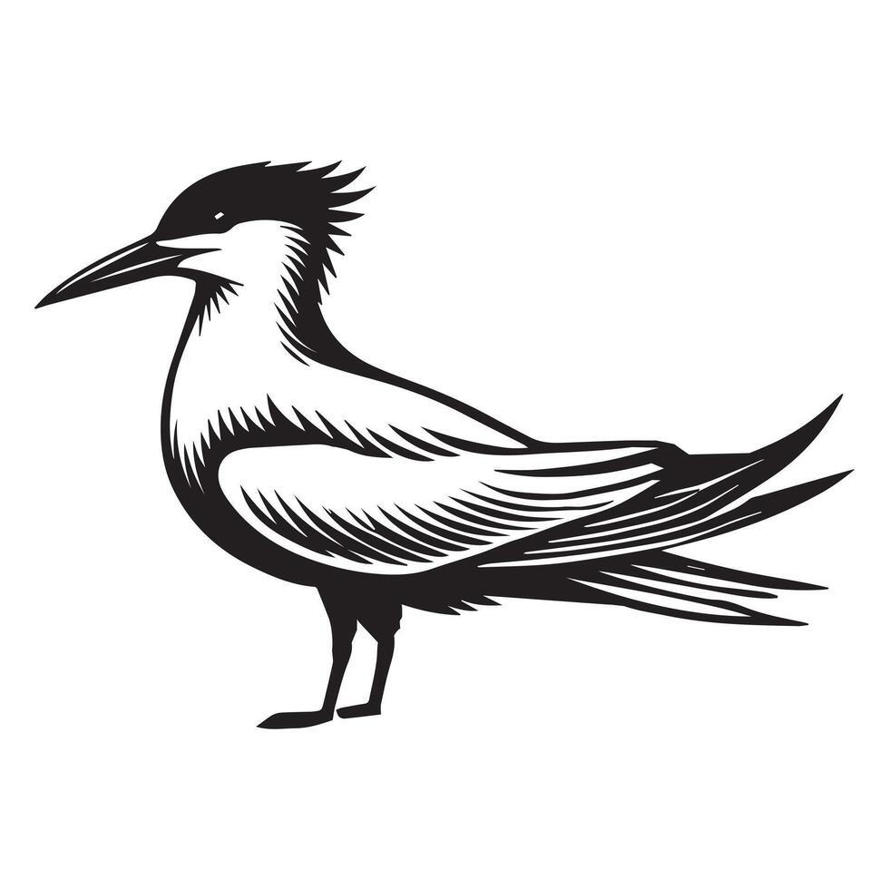 Royal Tern Silhouette, Thalasseus maximus Clipart, Royal Tern standing tall Illustration in black and white vector