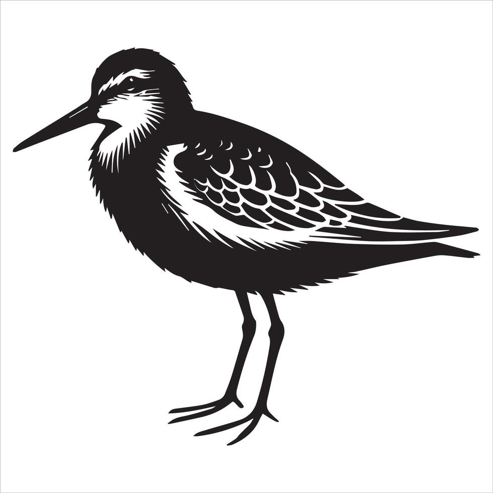 Western Sandpiper Silhouette, Calidris mauri Clipart, Western Sandpiper standing still facing right Illustration in black and white vector