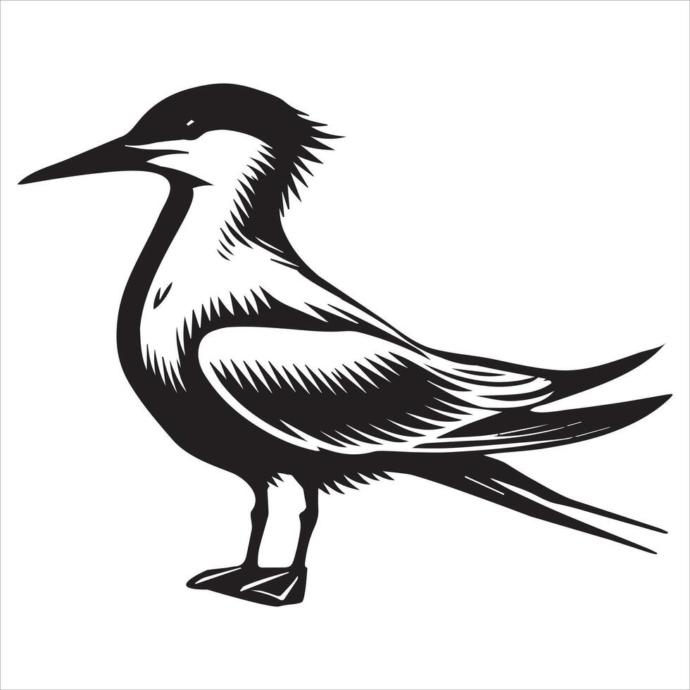 Royal Tern Silhouette, Thalasseus maximus Clipart, Royal Tern standing Illustration in black and white vector