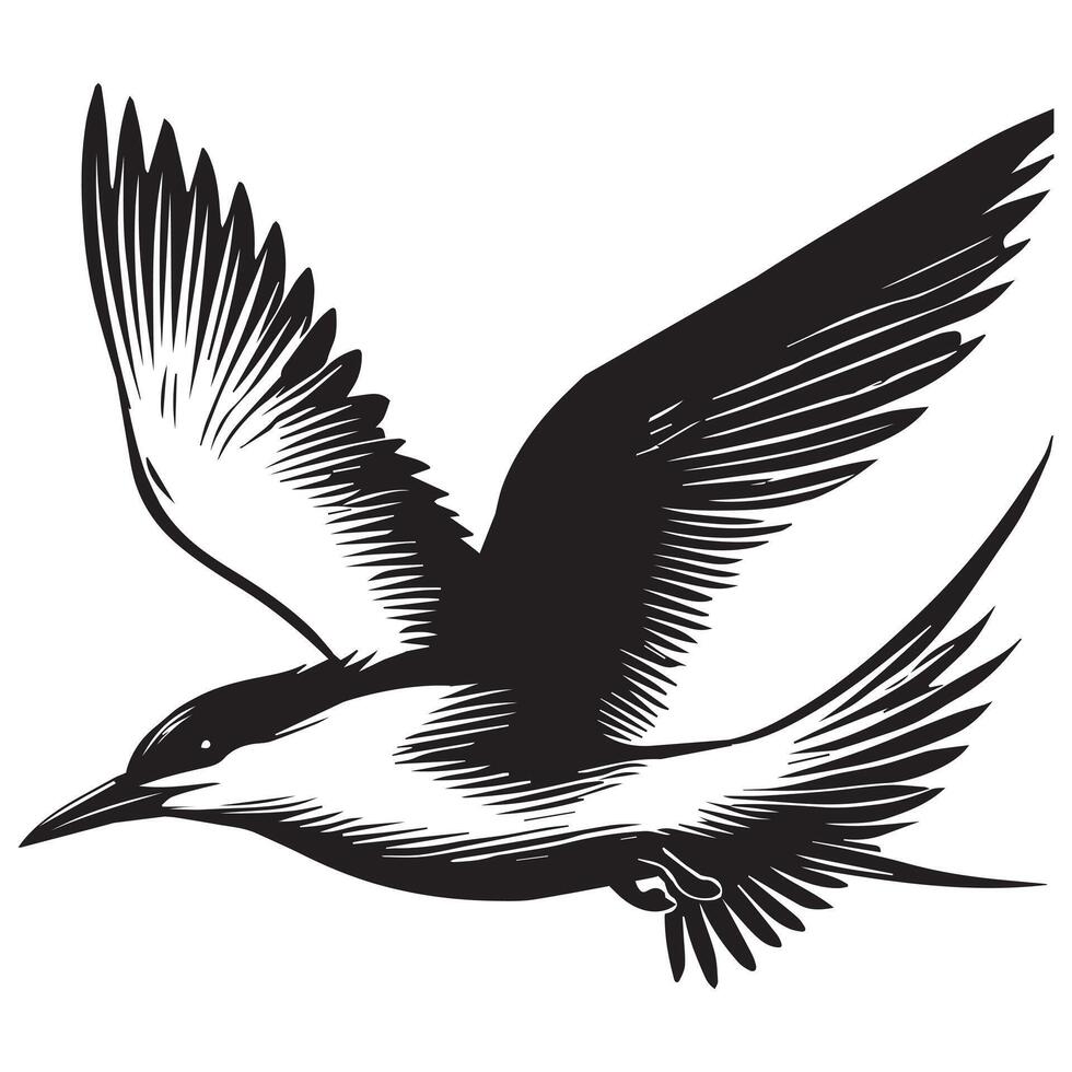 Royal Tern Silhouette, Thalasseus maximus Clipart, Royal Tern in fast flight Illustration in black and white vector