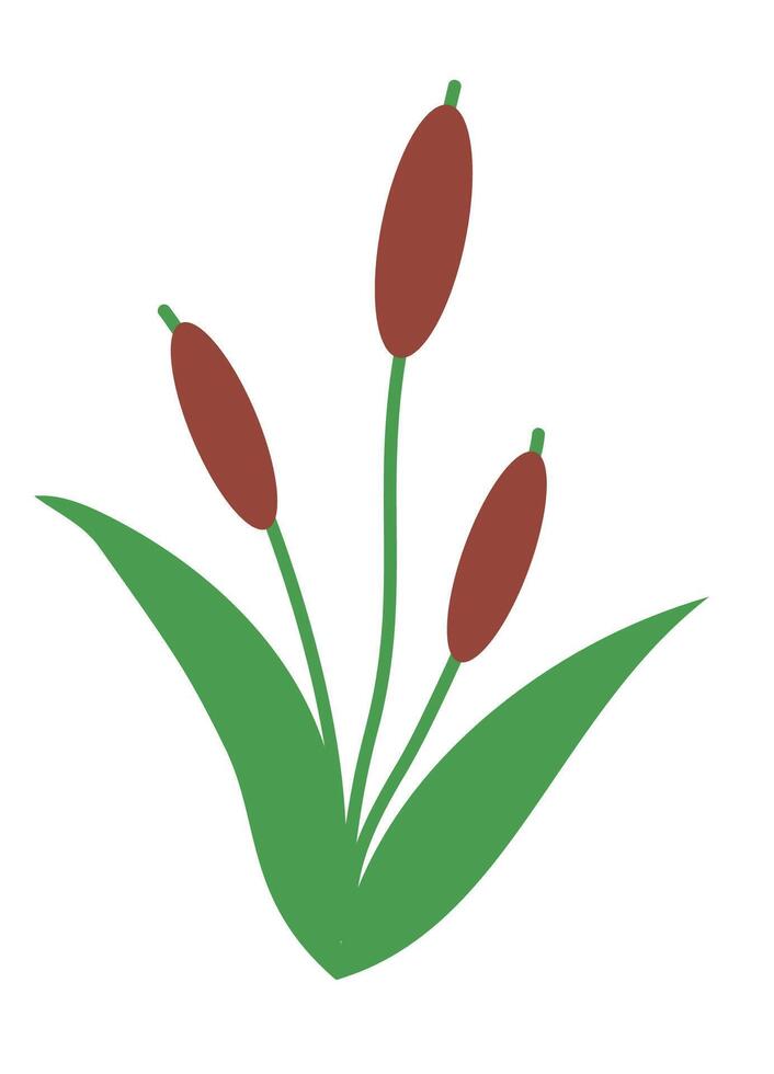 Reed grass. Robust plant that grows in wetlands and along bodies of water, with narrow, cylindrical stems, distinctive seed heads and elongated leaves. Flat Illustration. vector