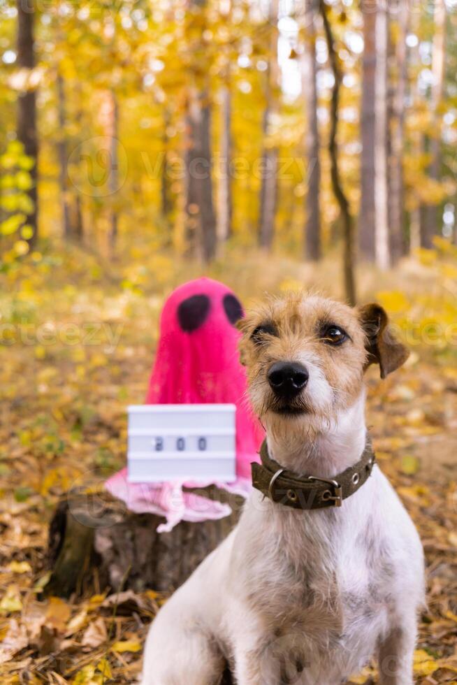 Trick or treat halloween colorful ghosts made of bandages with dog in fall autumnal forest. Halloween greeting card. Handicraft handmade diy decoration. photo
