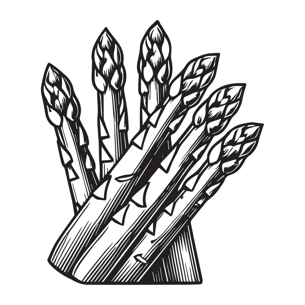 Vegetable Clipart - Veggies Food Silhouette Graphics - Asparagus vegetable Illustration in black and white vector