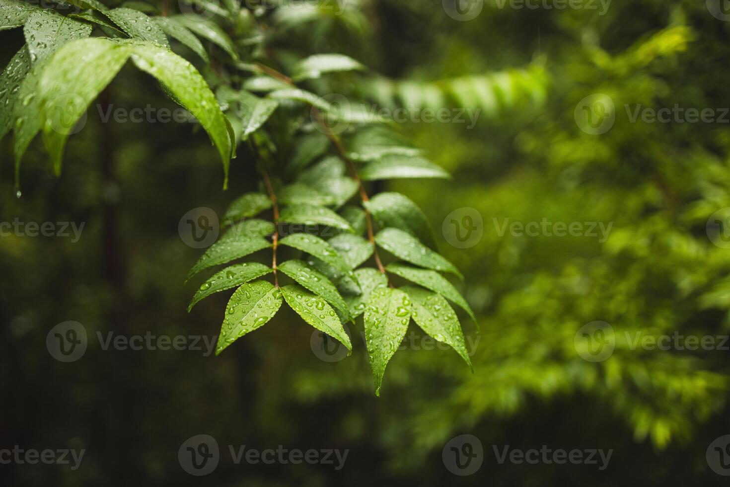 Plants or trees with green leaves growing on the ground and green nature background blurred with the concept of reforestation and forest restoration with natural cycle. photo