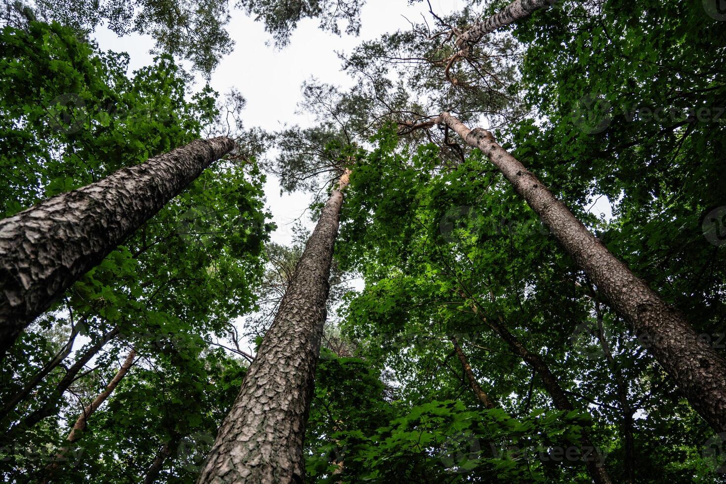A forest with tall trees. Pine tree view from bottom to top photo