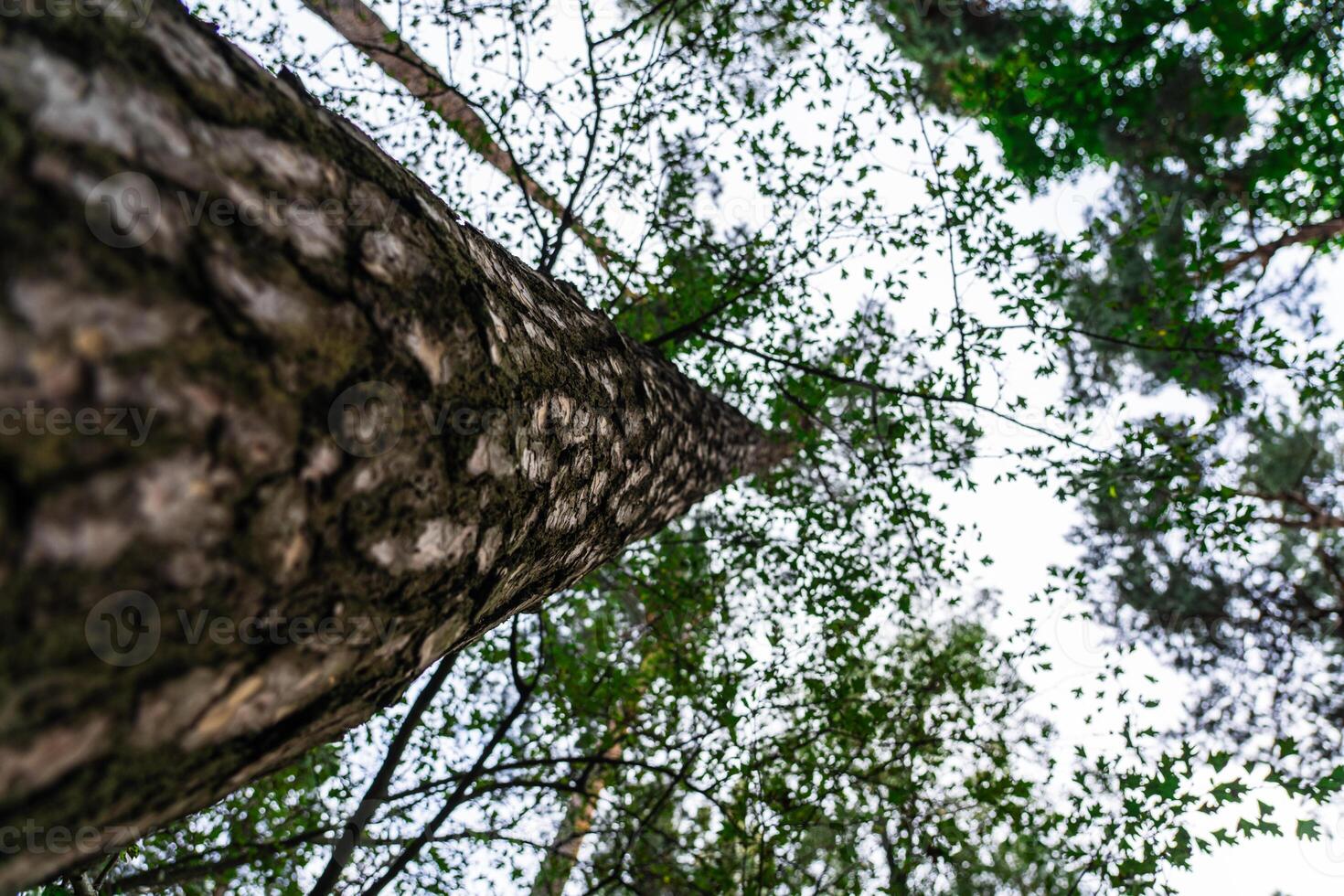 A forest with tall trees. Pine tree view from bottom to top photo